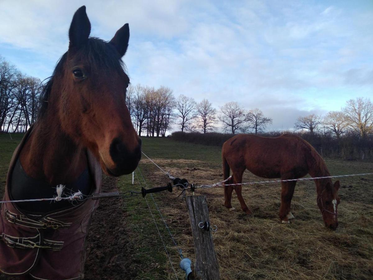 Bergerie Restauree Avec Cheminee, Jardin Clos, Animaux Acceptes - Fr-1-489-13 Sauvagny Eksteriør billede